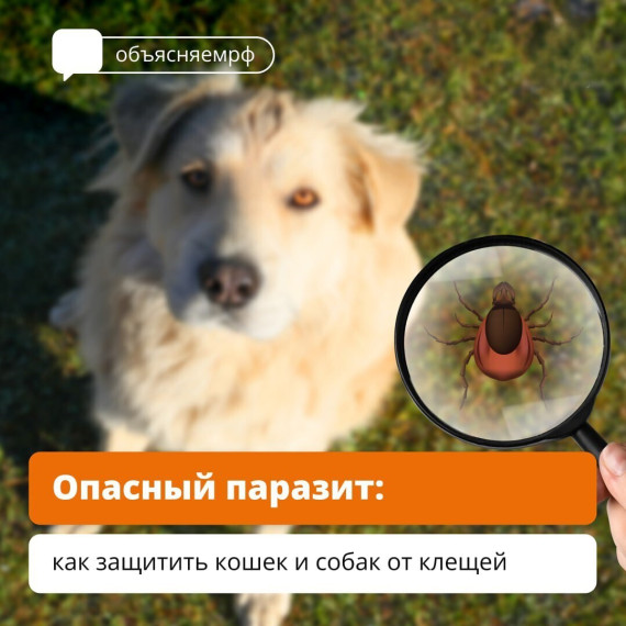 Из-за тёплой и бесснежной зимы клещи проснулись раньше обычного. Из-за тёплой и бесснежной зимы клещи проснулись раньше обычного.